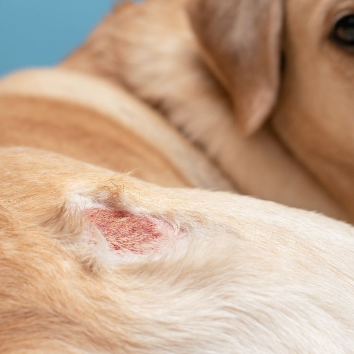 Allergic reaction on a dog's skin
