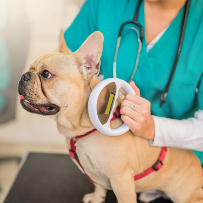 Microchip scanning a young French Bulldog