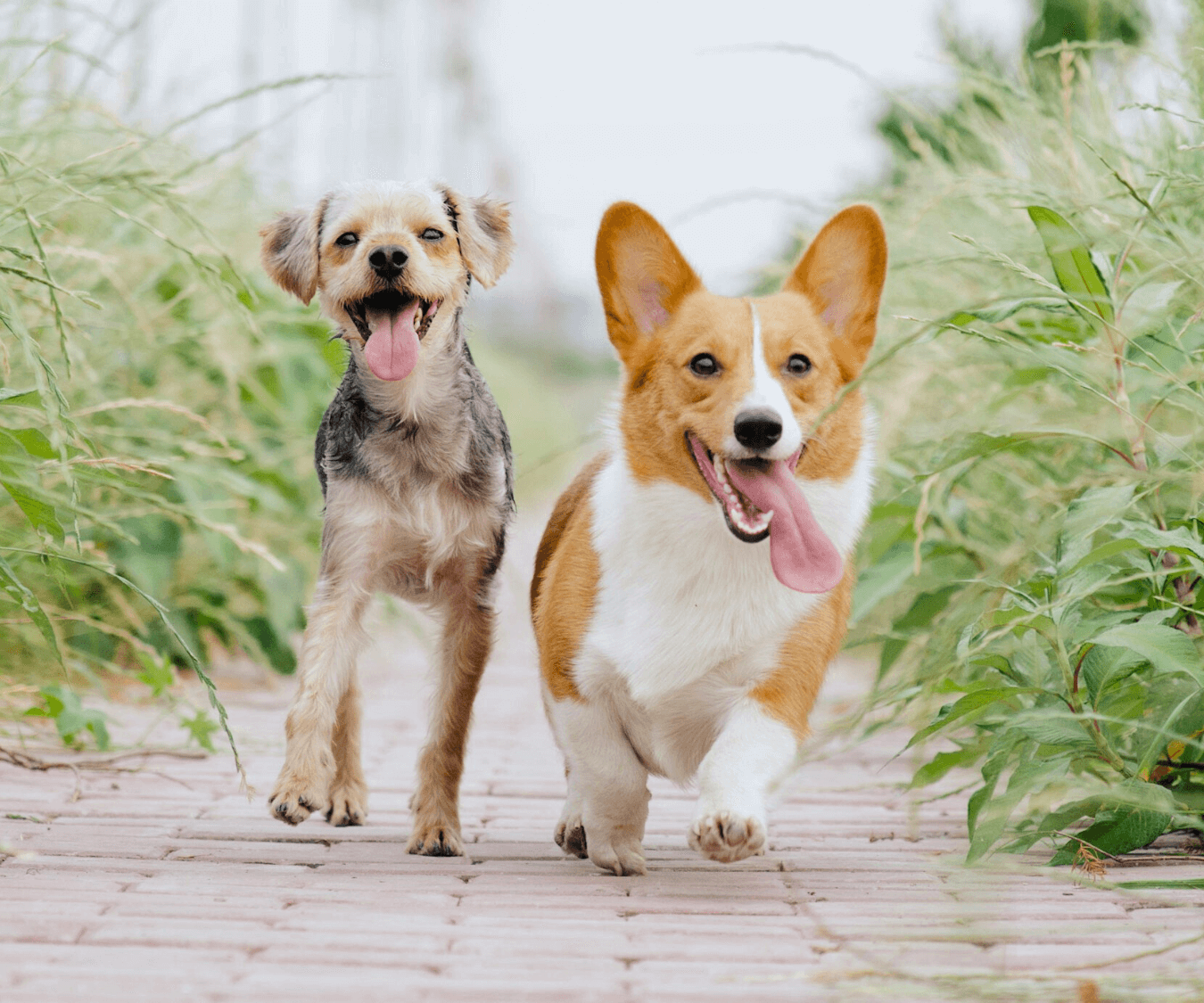 Powers Drive Animal Hospital