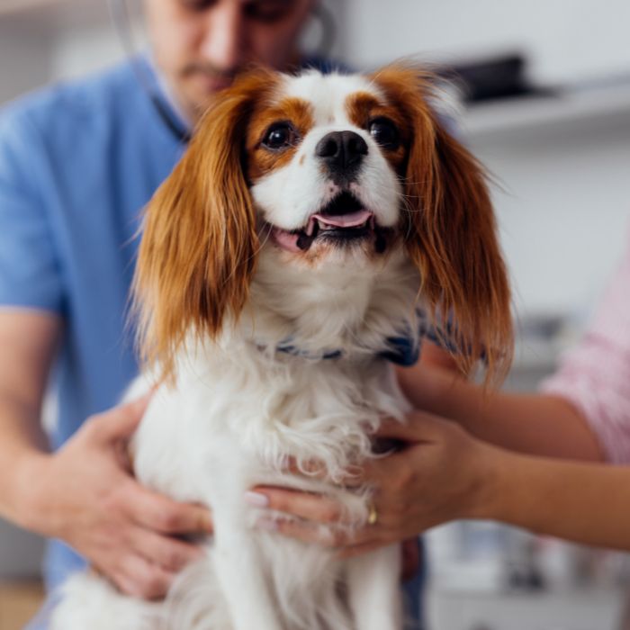 Veterinarian Examining Happy Dog