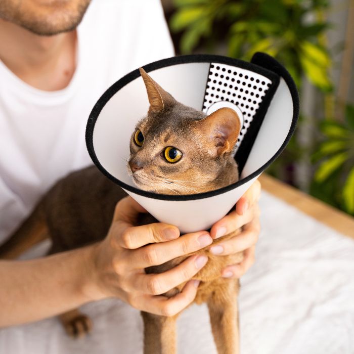 cat wearing surgical cone