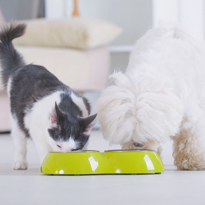 dog and a cat sharing a meal from a green bowl