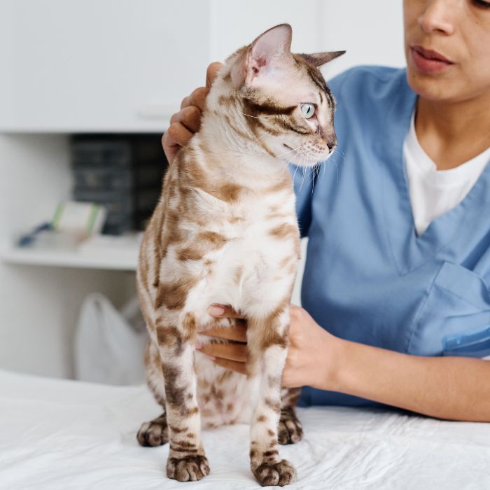 vet examining a cat