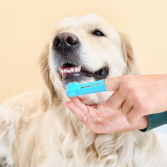 vet gently treats the teeth of a dog