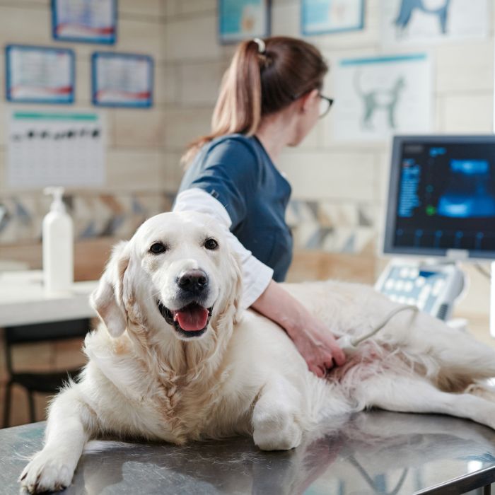 vet performing an ultrasound on a dog