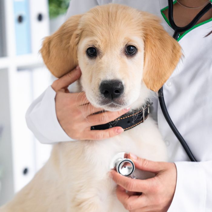 veterinarian in a white coat examines a dog