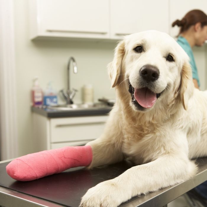 Dog on exam table