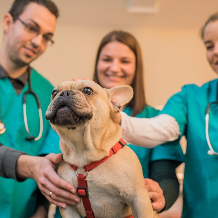 French Bulldog on the visit to the vet