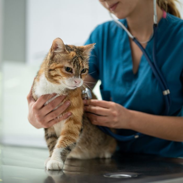 female vet examining a kitten
