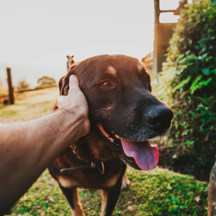person holding black and tan dog