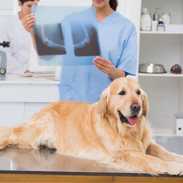 vet examine dog's xray